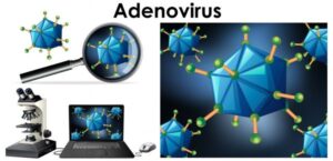 Adénovirus