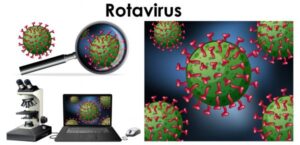 Le Rotavirus